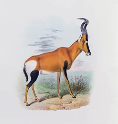 Antilope, uit 
